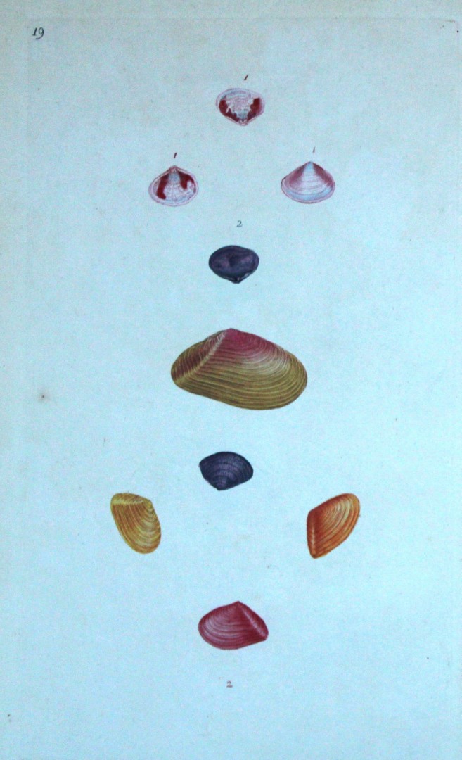 Edward Donovan - Hand-coloured engraving of shells 1800
