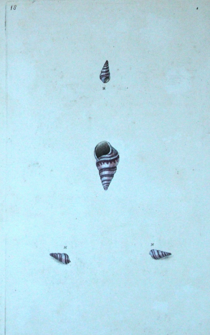 Edward Donovan - Hand-coloured engraving of shells 1800