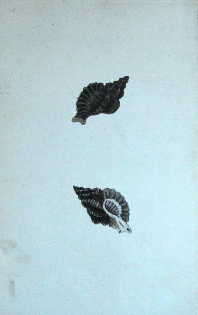 Edward Donovan - Hand-coloured engraving of shells 1800