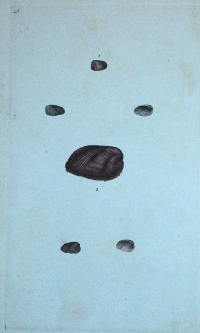 Edward Donovan - Hand-coloured engraving of shells 1800