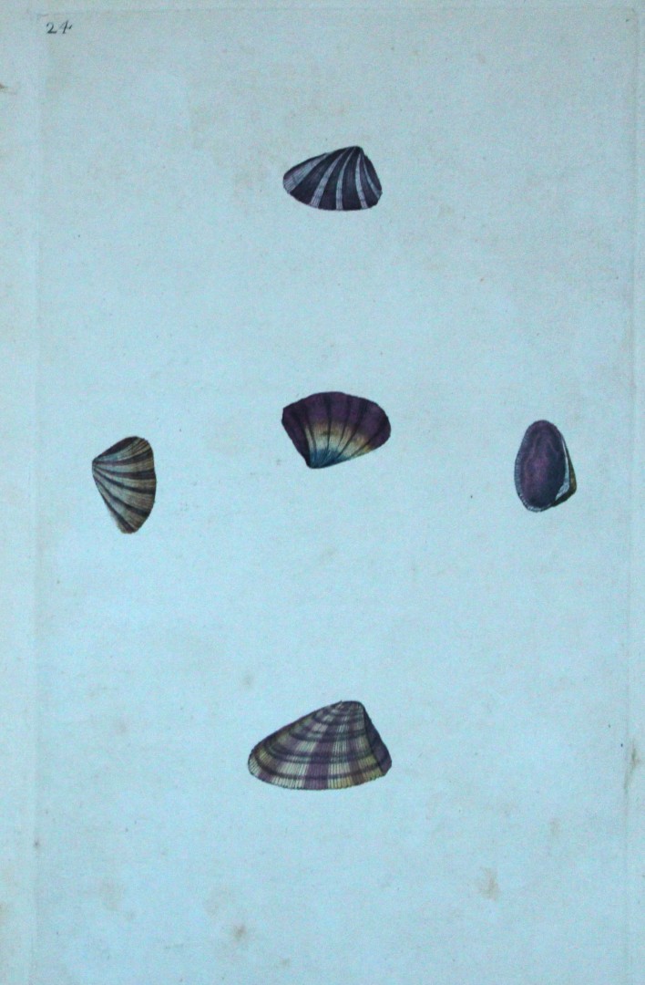 Edward Donovan - Hand-coloured engraving of shells 1800
