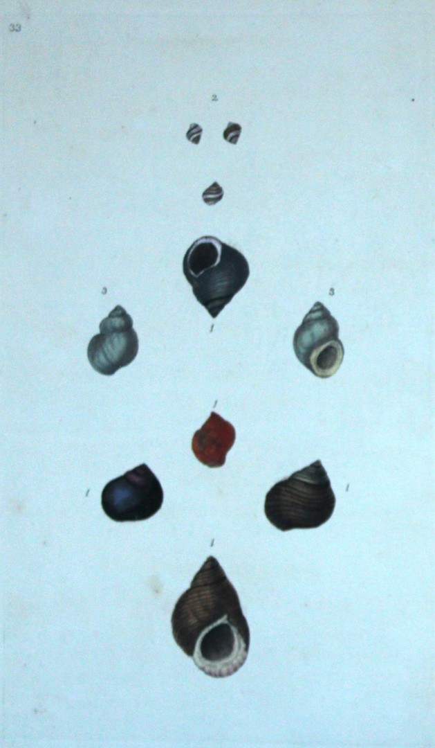 Edward Donovan - Hand-coloured engraving of shells 1800