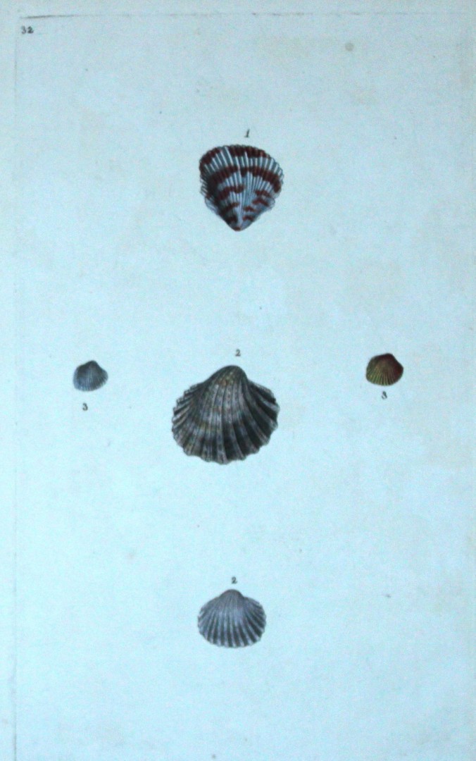 Edward Donovan - Hand-coloured engraving of shells 1800