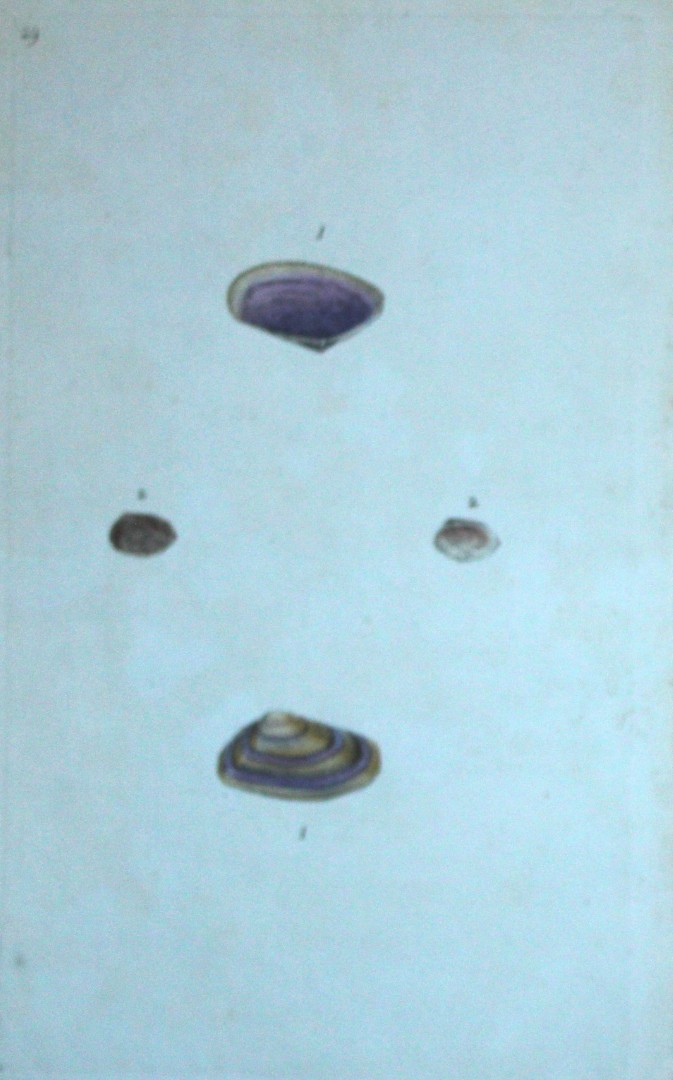 Edward Donovan - Hand-coloured engraving of shells 1800