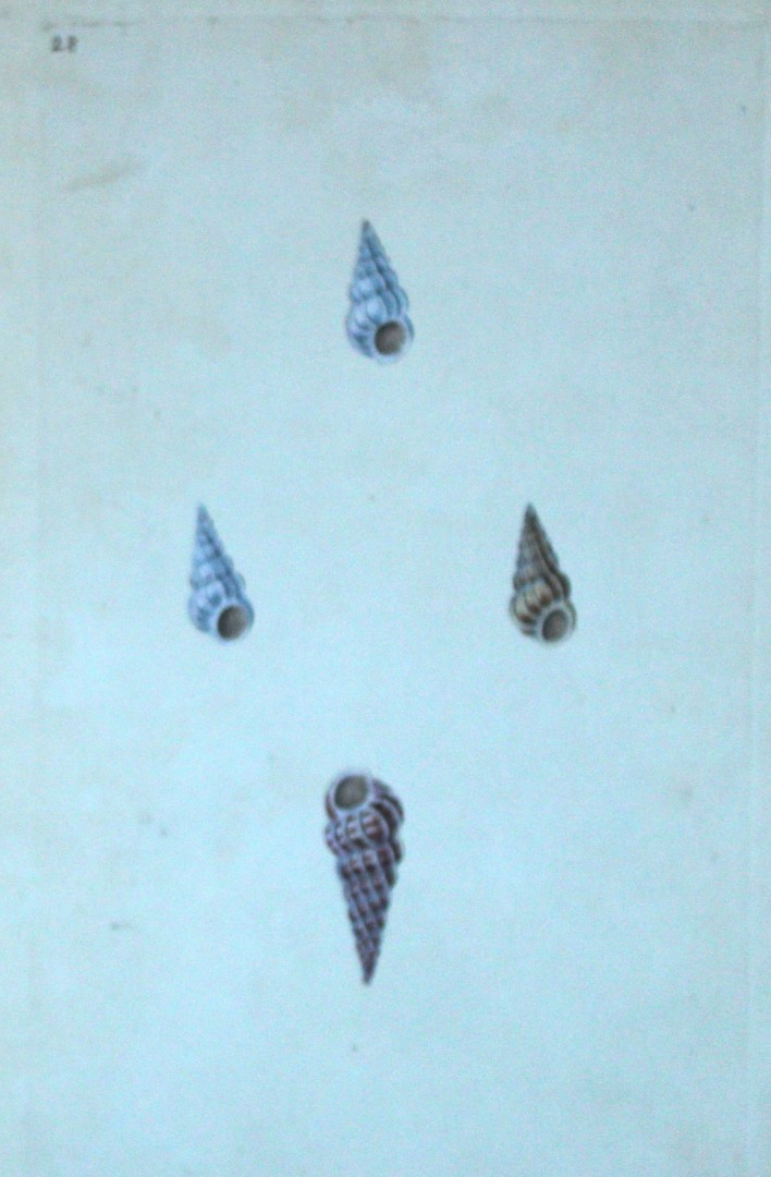 Edward Donovan - Hand-coloured engraving of shells 1800