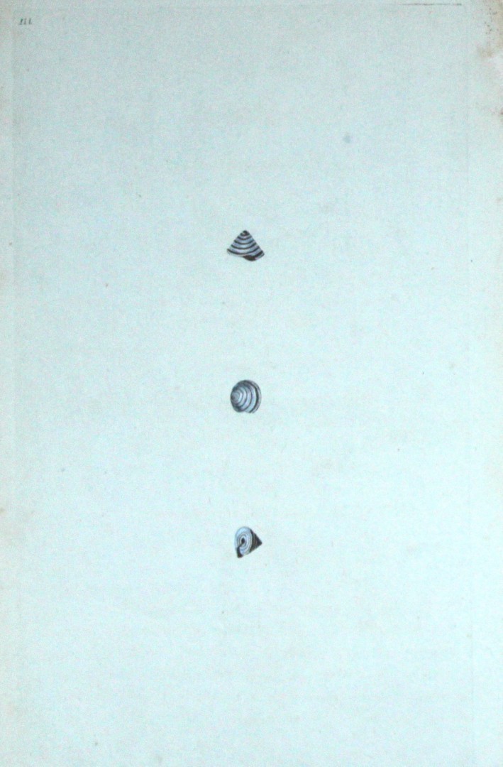 Edward Donovan - Hand-coloured engraving of shells 1800