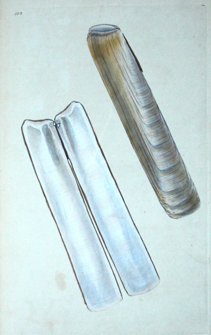 Edward Donovan - Hand-coloured engraving of shells 1800