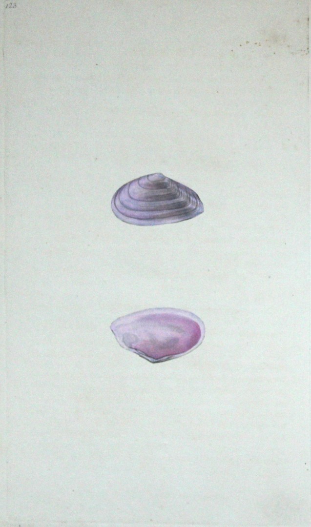 Edward Donovan - Hand-coloured engraving of shells 1800
