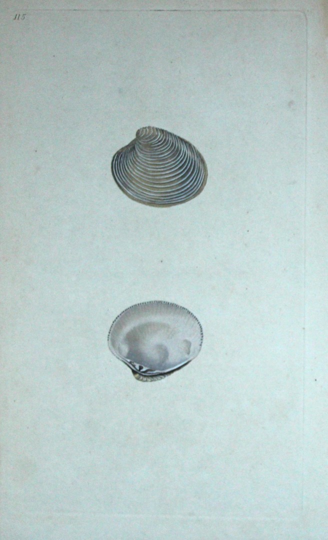 Edward Donovan - Hand-coloured engraving of shells 1800