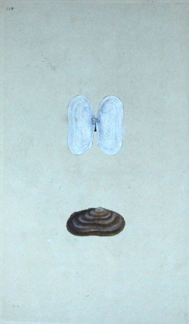 Edward Donovan - Hand-coloured engraving of shells 1800