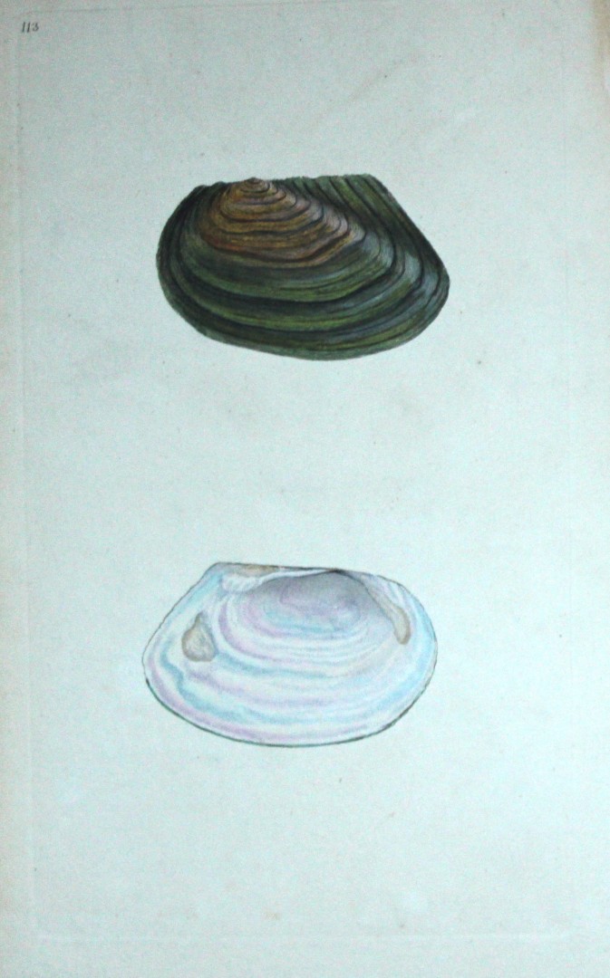 Edward Donovan - Hand-coloured engraving of shells 1800