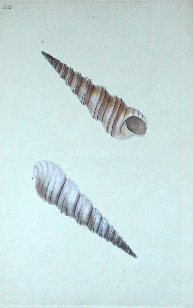 Edward Donovan - Hand-coloured engraving of shells 1800