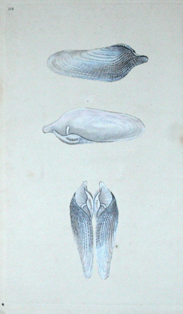 Edward Donovan - Hand-coloured engraving of shells 1800