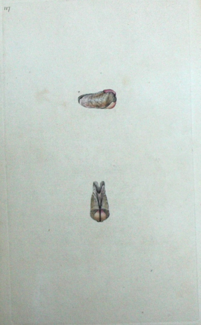 Edward Donovan - Hand-coloured engraving of shells 1800