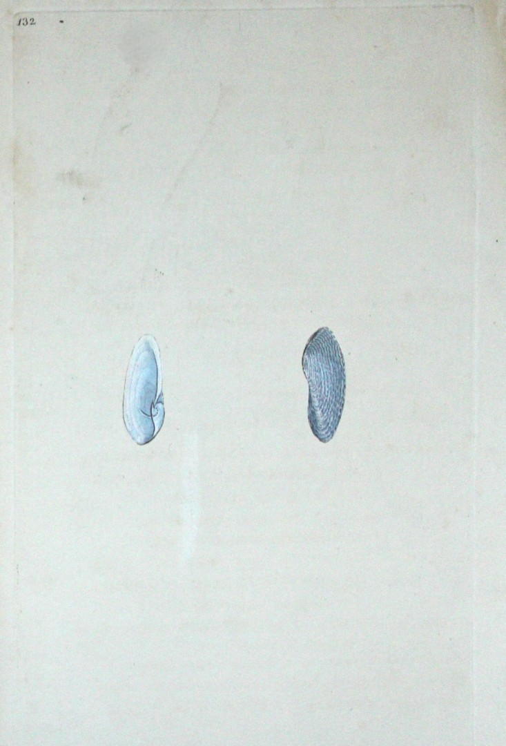 Edward Donovan - Hand-coloured engraving of shells 1800