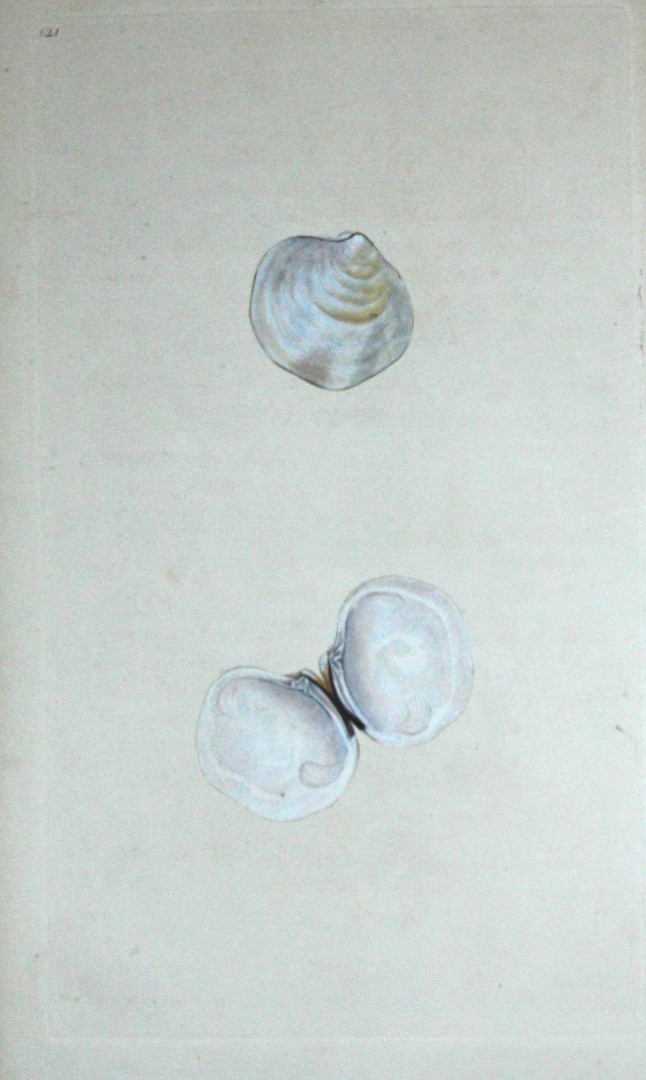 Edward Donovan - Hand-coloured engraving of shells 1800