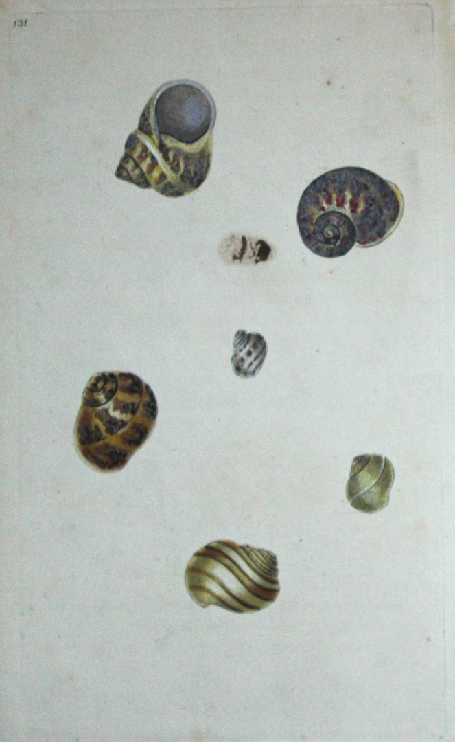 Edward Donovan - Hand-coloured engraving of shells 1800