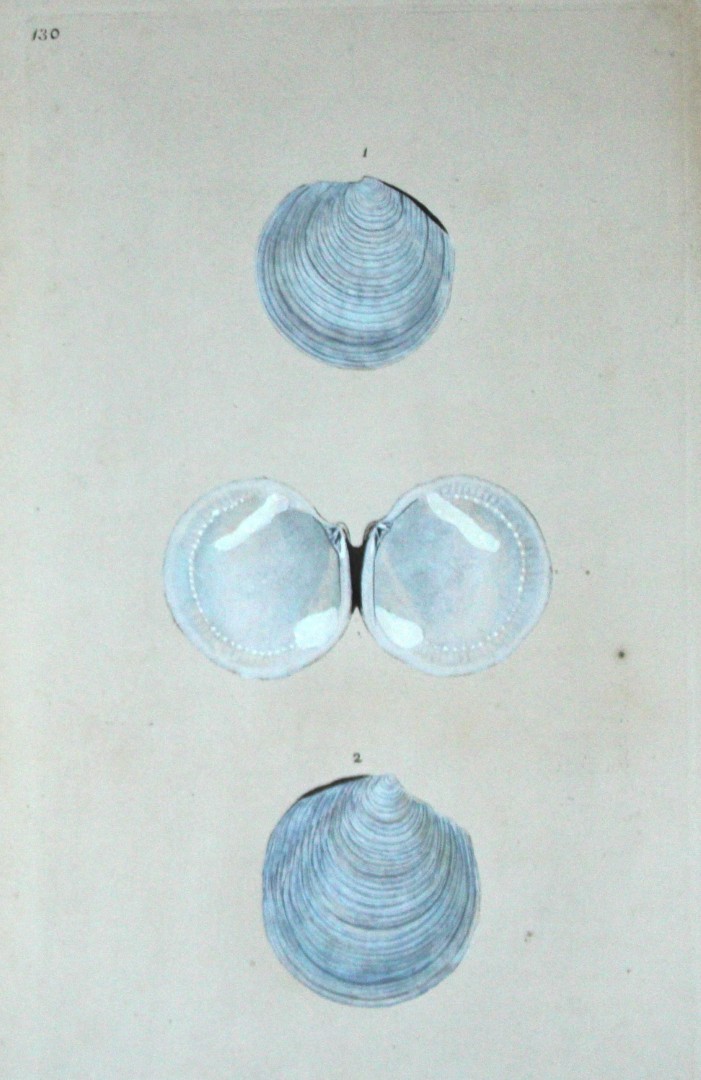 Edward Donovan - Hand-coloured engraving of shells 1800