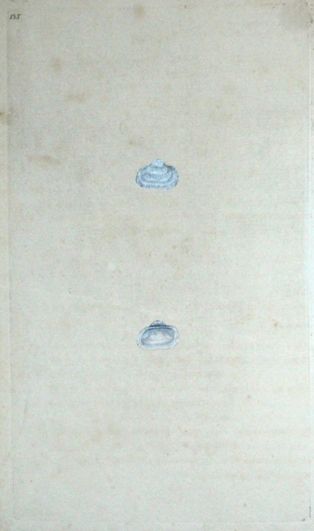Edward Donovan - Hand-coloured engraving of shells 1800