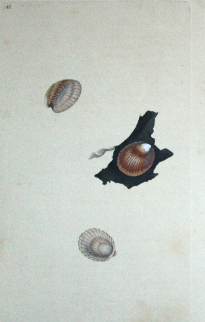 Edward Donovan - Hand-coloured engraving of shells 1800