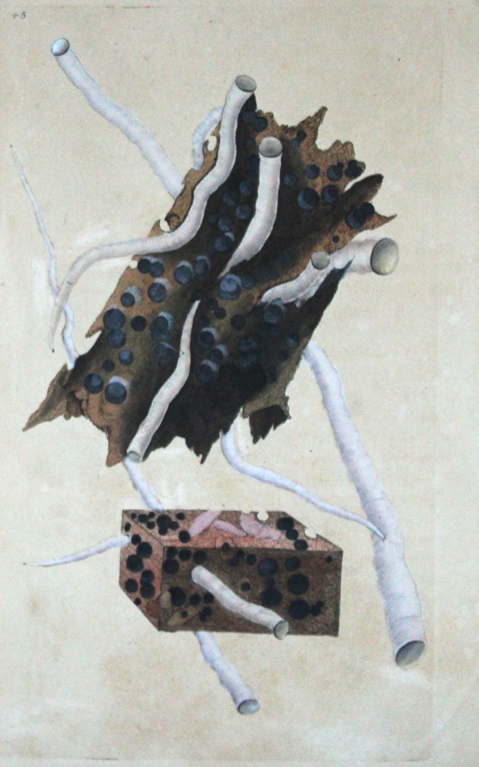 Edward Donovan - Hand-coloured engraving of shells 1800