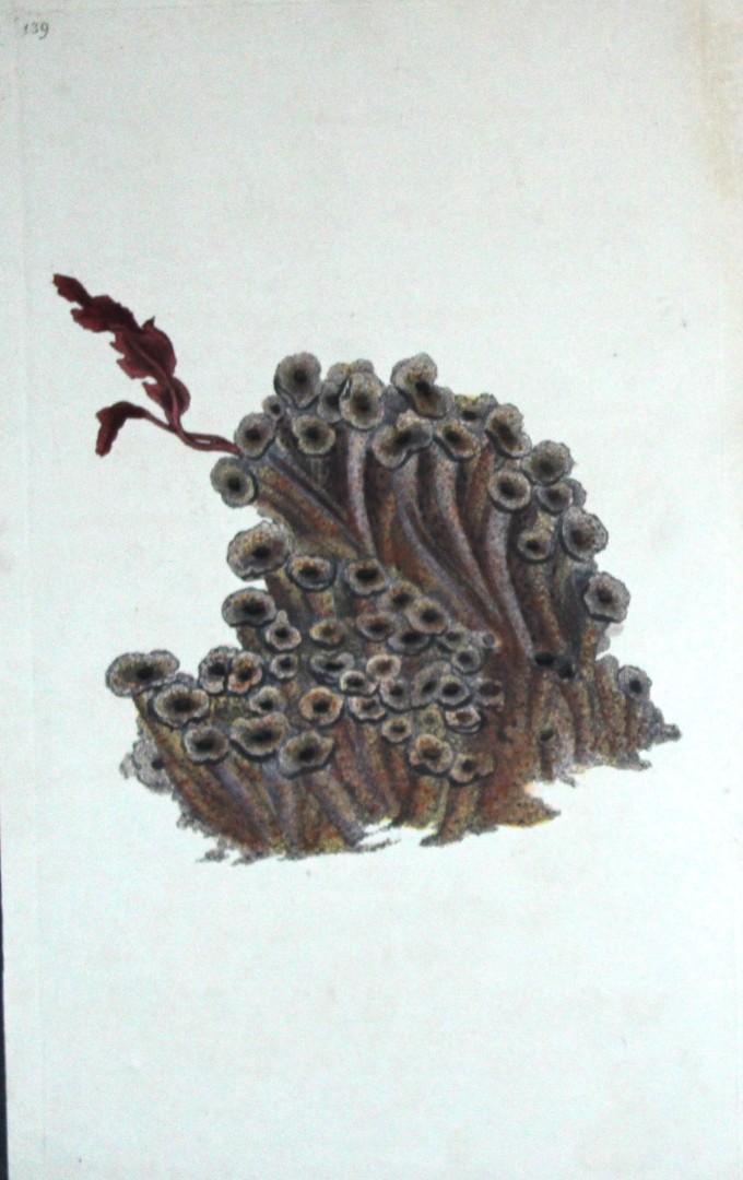 Edward Donovan - Hand-coloured engraving of shells 1800