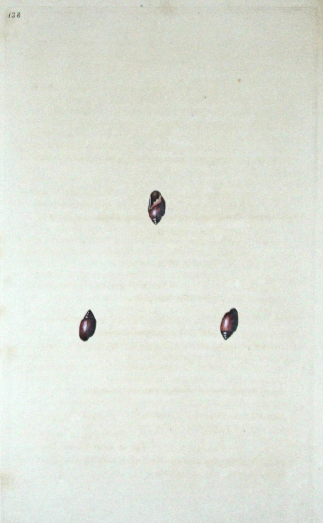 Edward Donovan - Hand-coloured engraving of shells 1800
