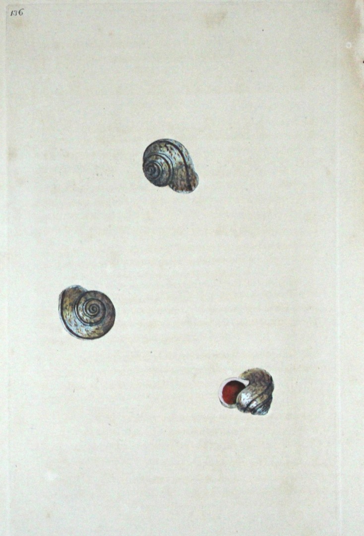 Edward Donovan - Hand-coloured engraving of shells 1800