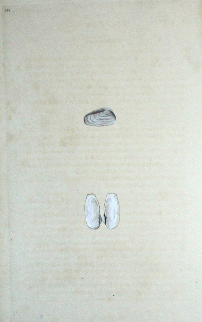 Edward Donovan - Hand-coloured engraving of shells 1800