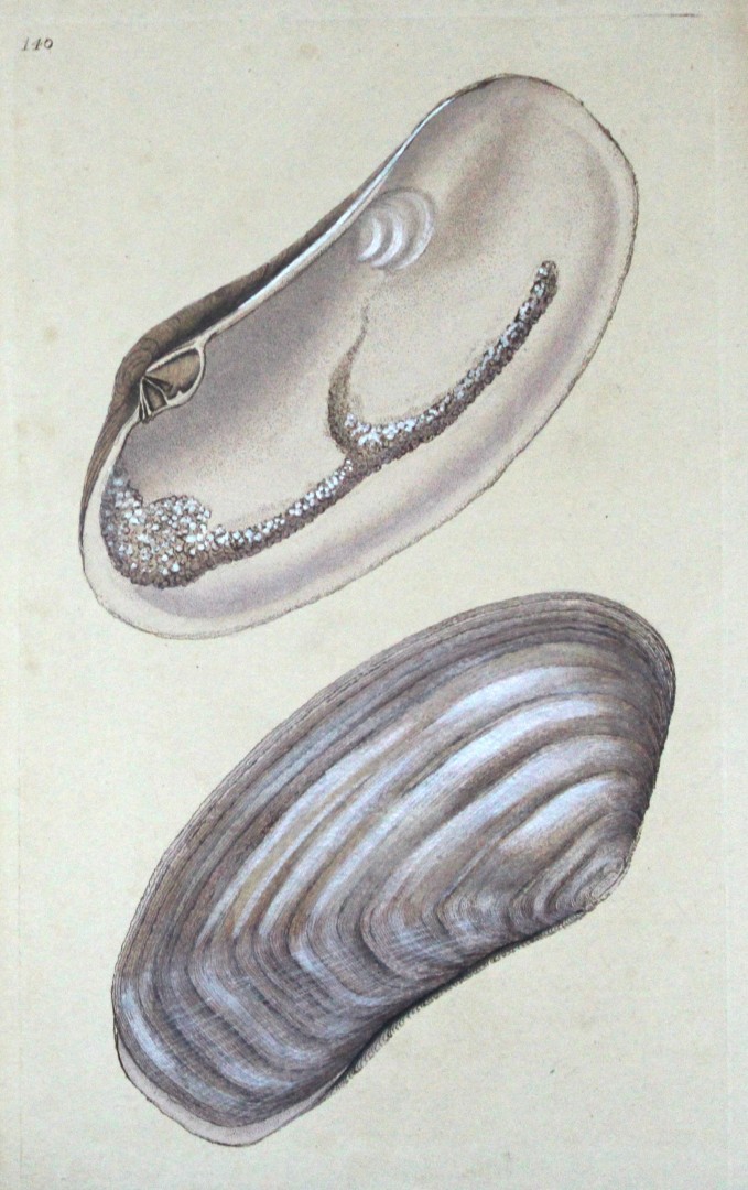 Edward Donovan - Hand-coloured engraving of shells 1800