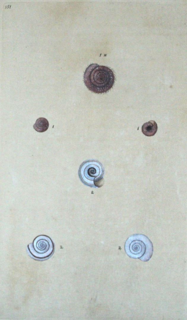Edward Donovan - Hand-coloured engraving of shells 1800