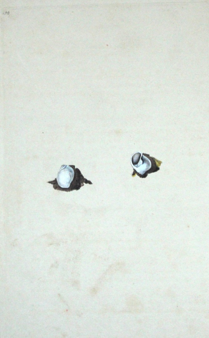 Edward Donovan - Hand-coloured engraving of shells 1800