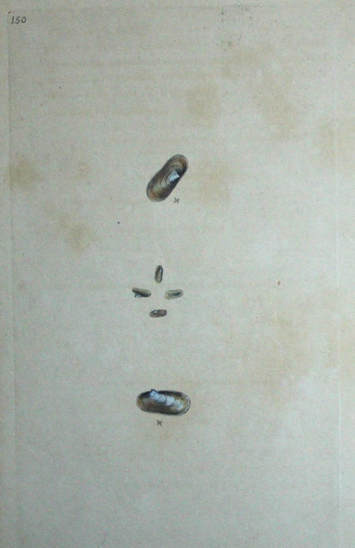 Edward Donovan - Hand-coloured engraving of shells 1800