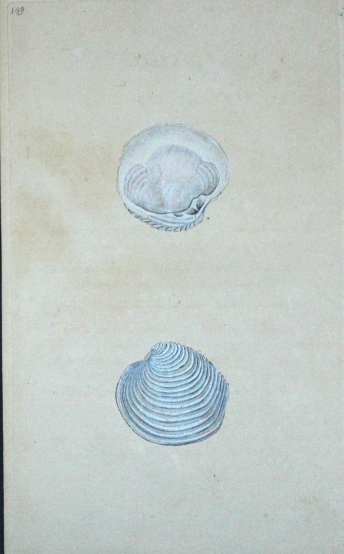 Edward Donovan - Hand-coloured engraving of shells 1800