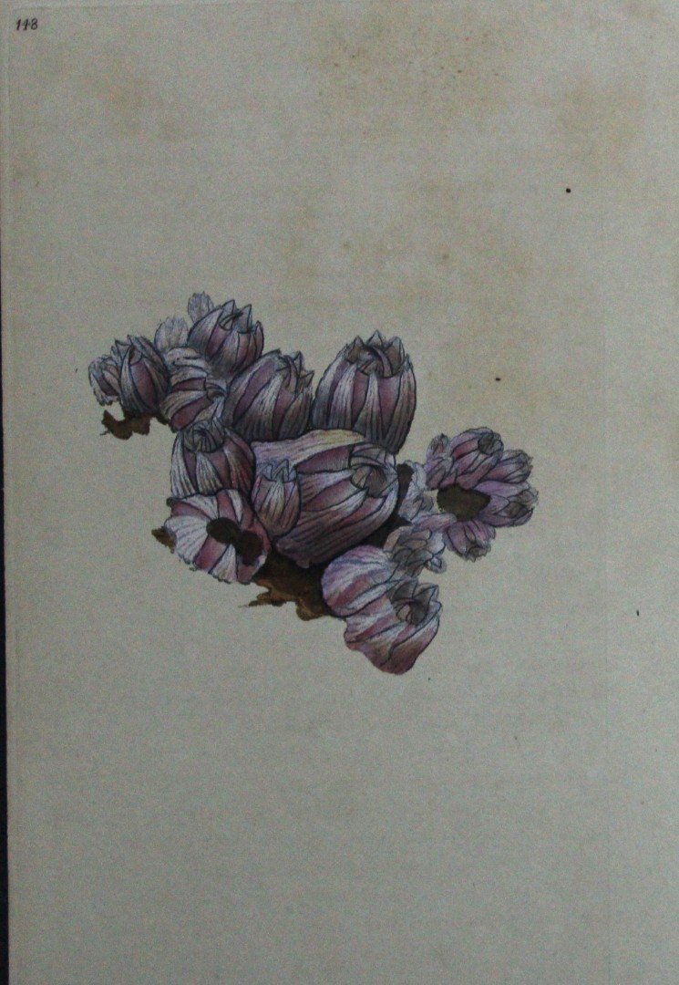 Edward Donovan - Hand-coloured engraving of shells 1800