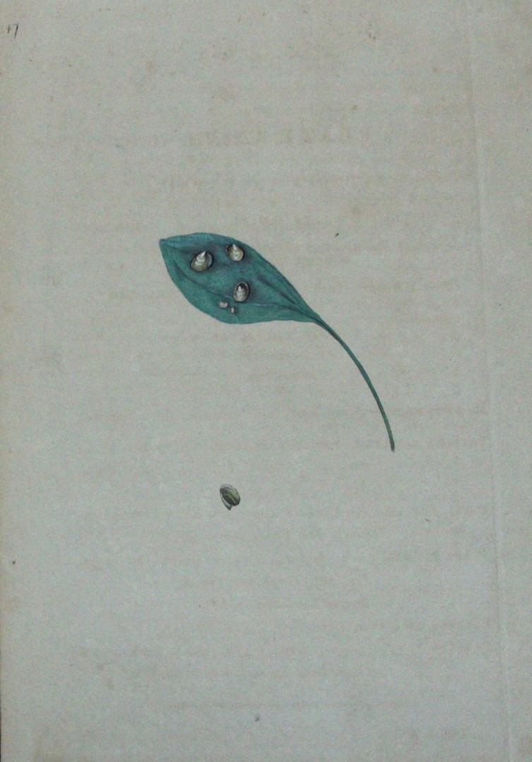 Edward Donovan - Hand-coloured engraving of shells 1800