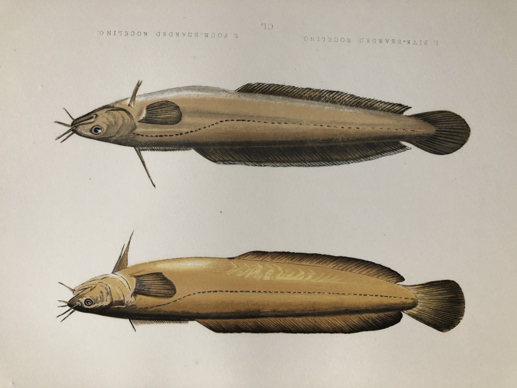 Jonathan Couch - Hand coloured print of Rocklings 1877