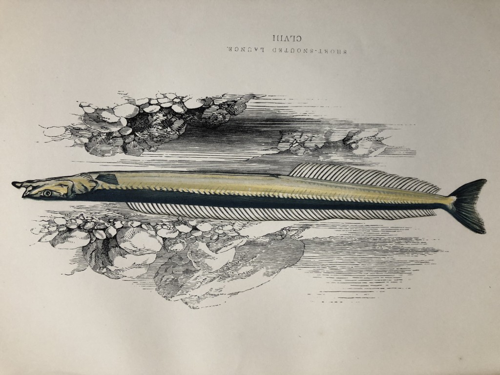 Jonathan Couch - Hand coloured print of the Short-snouted Launce 1877