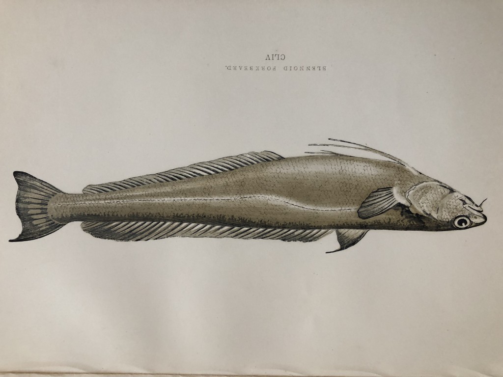 Jonathan Couch - Hand coloured print of the Blennoid Forkbeard 1877