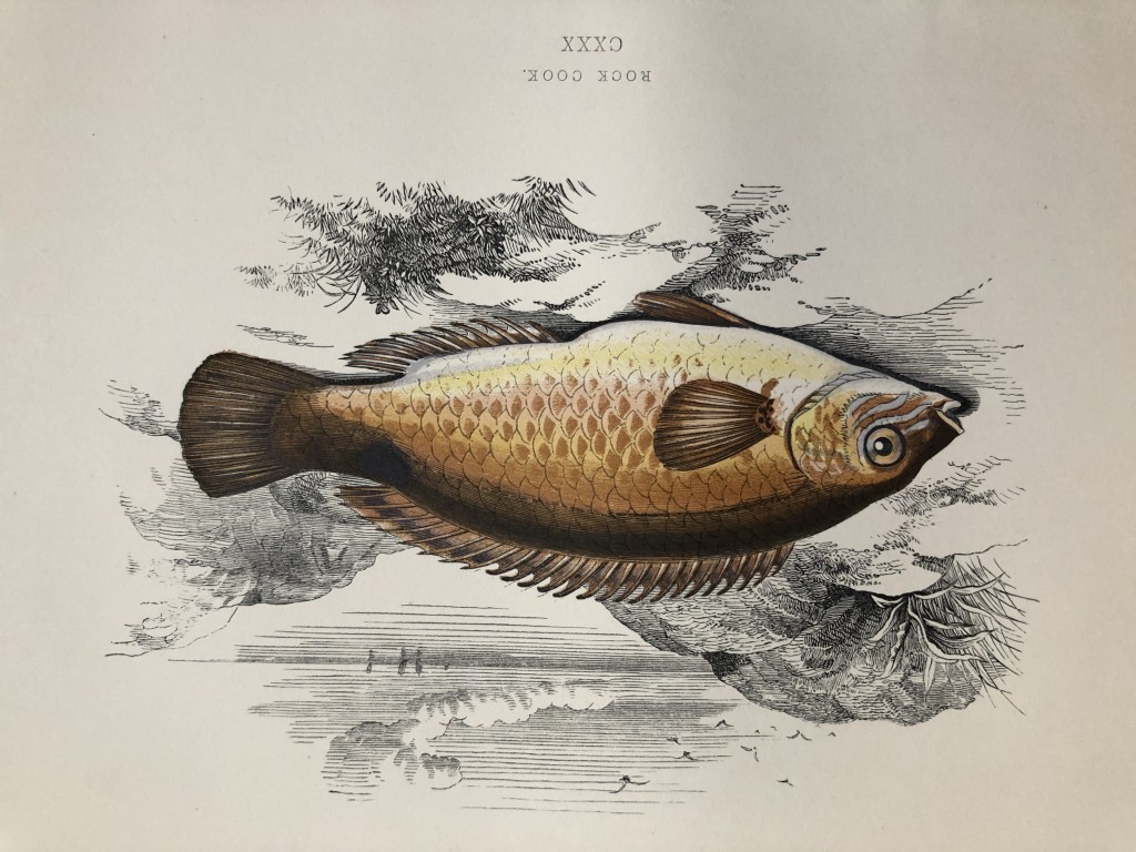 Jonathan Couch - Hand coloured print of the Rock Cook  1877