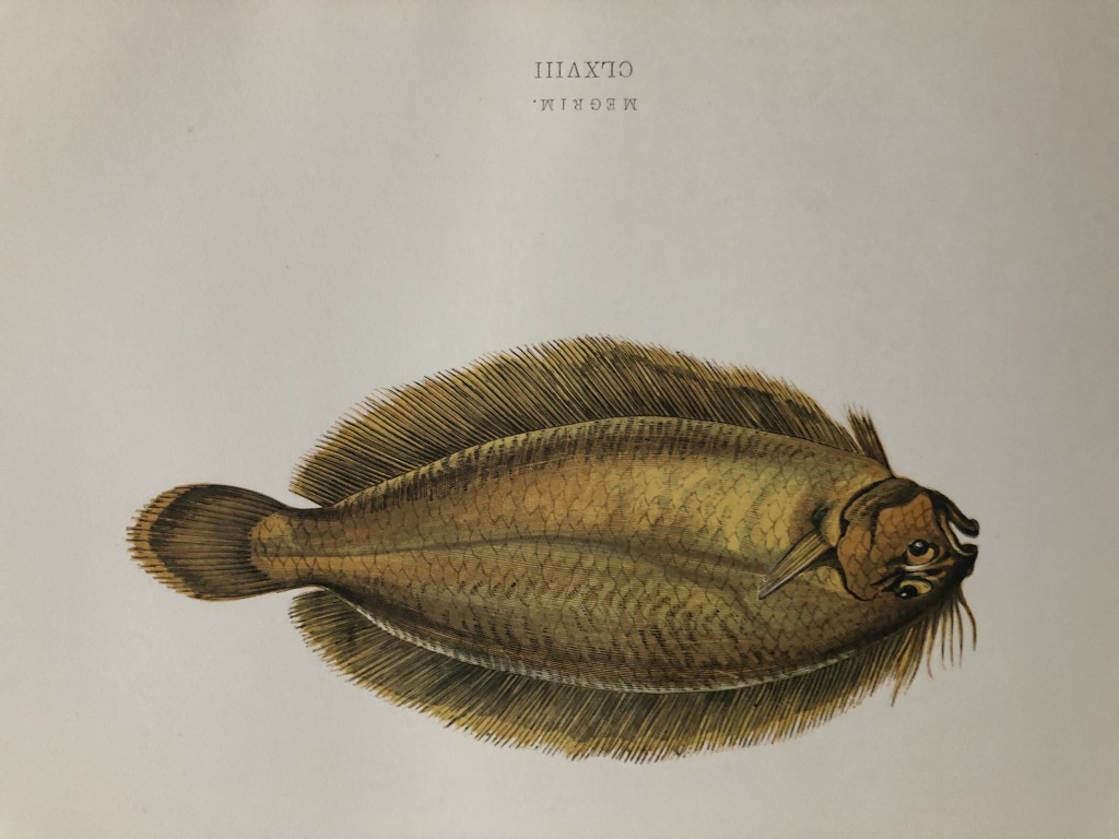 Jonathan Couch - Hand coloured print of the Megrim 1877