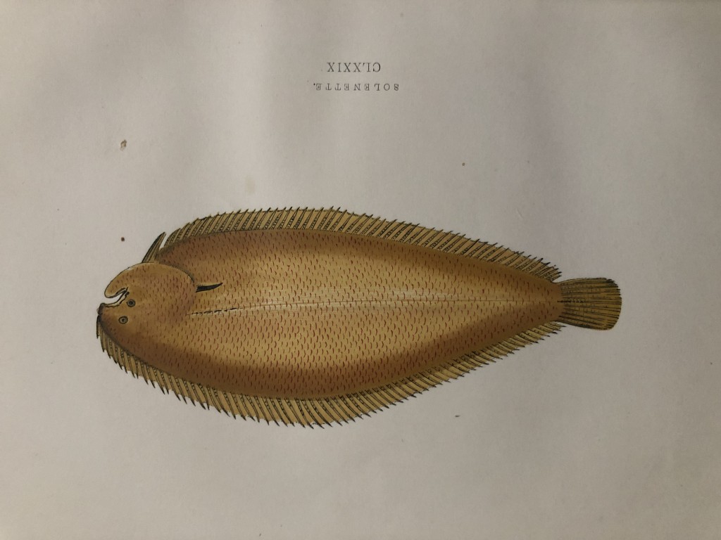 Jonathan Couch - Hand coloured print of the Solenette 1877