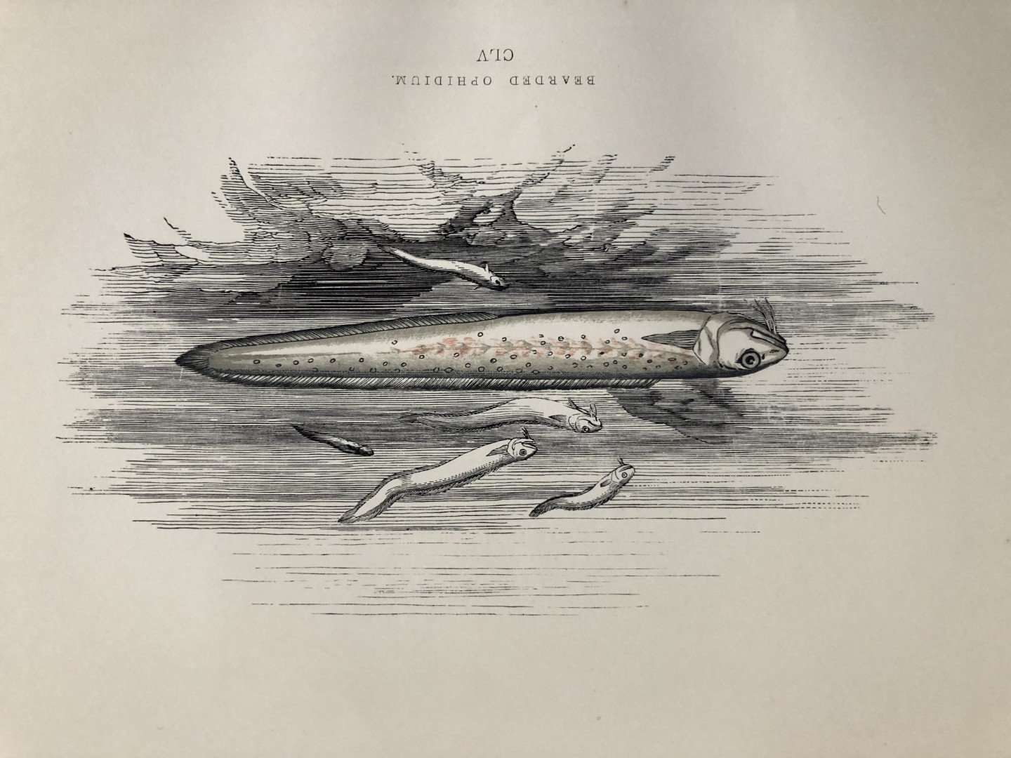 Jonathan Couch - Hand coloured print of the Bearded Ophidium  1877