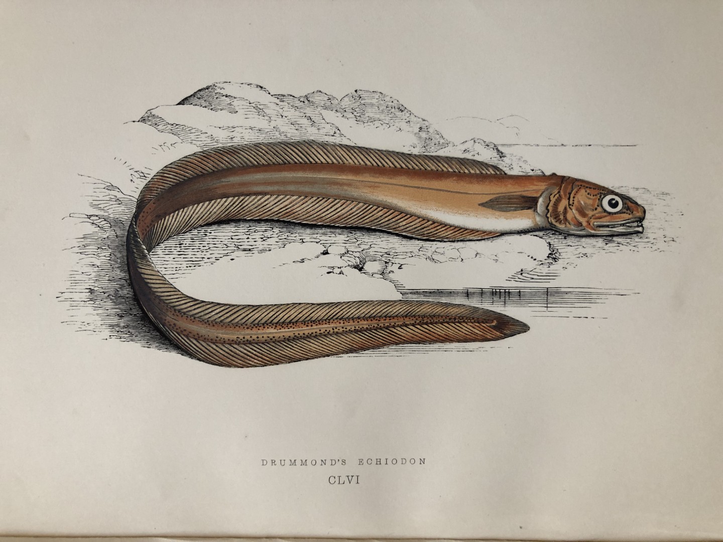 Jonathan Couch - Hand coloured print of Drummond's Echiodon 1877