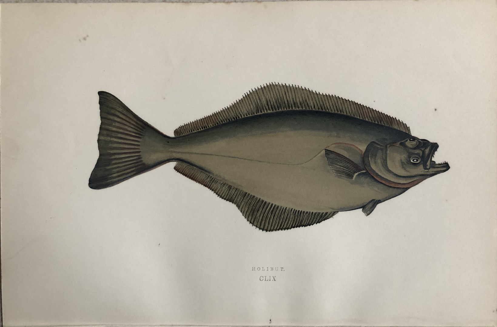 Jonathan Couch - Hand coloured print of the Halibut 1877