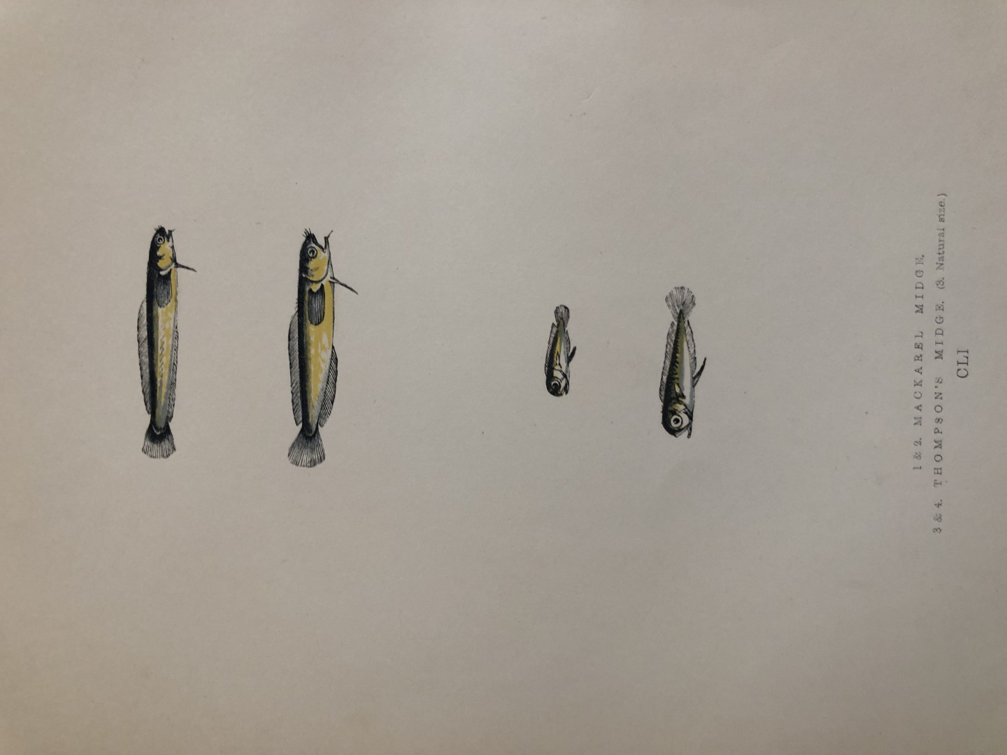 Jonathan Couch - Hand coloured print of the Midges 1877