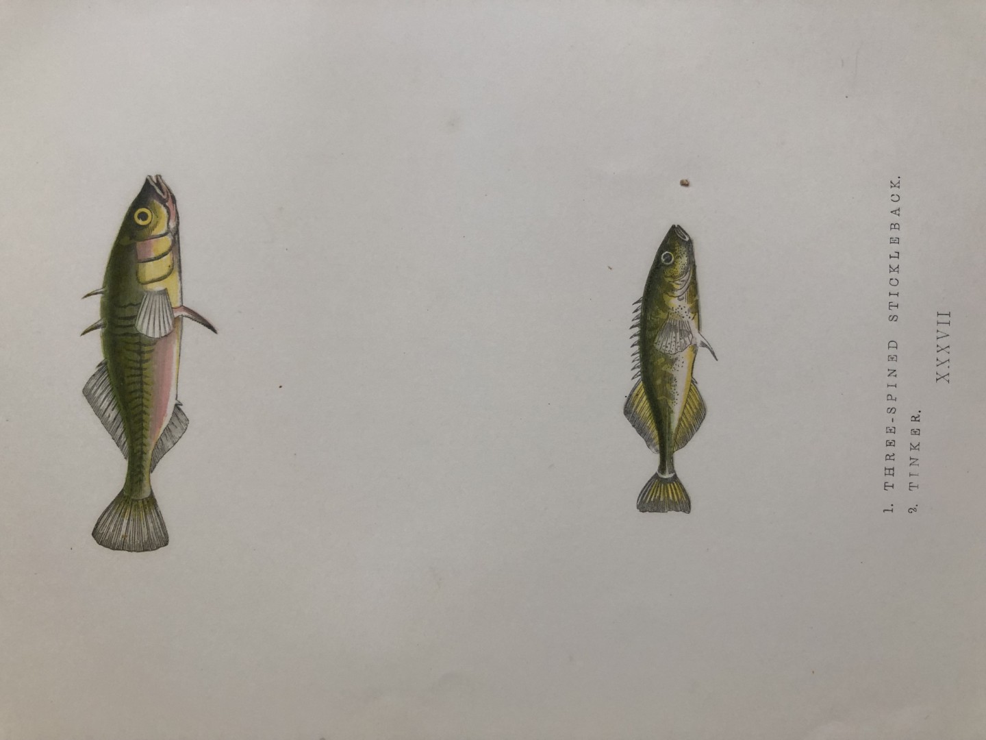 Jonathan Couch - Hand coloured print of the Three Spined Stickleback 1877