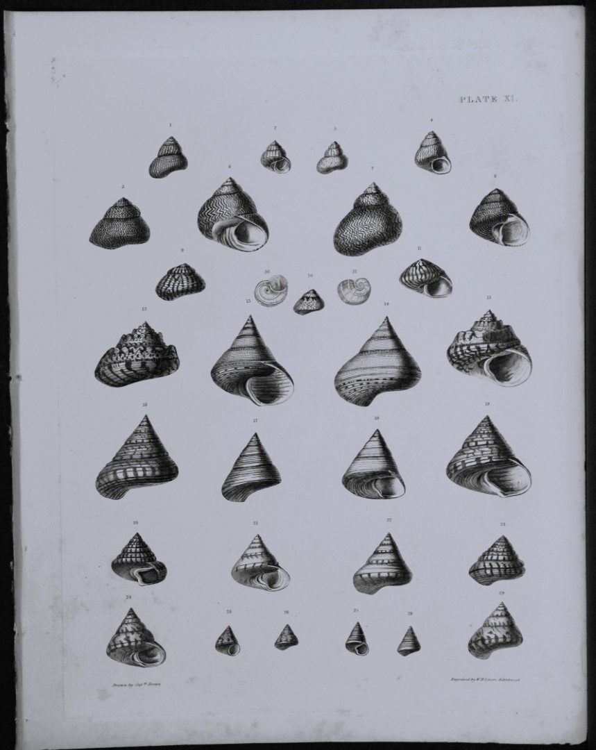 Capt. Thomas Brown - Engraving of shells 1844
