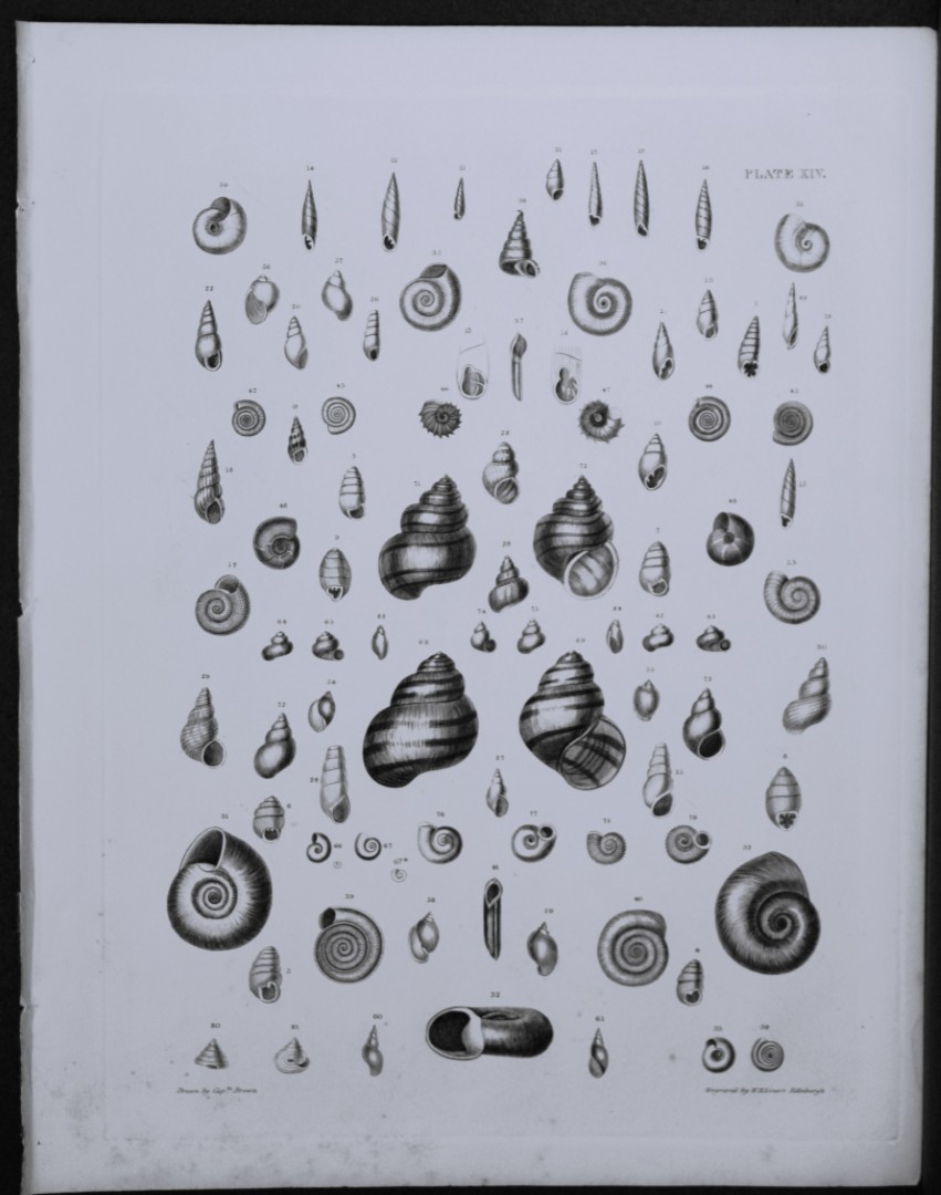 Capt. Thomas Brown - Engraving of shells 1844