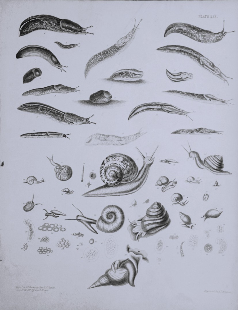 Capt. Thomas Brown - Engraving of shells 1844